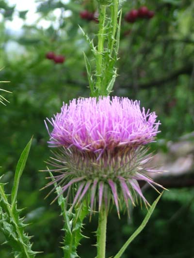 ����������� ���� 2009 � 1389.org.rs